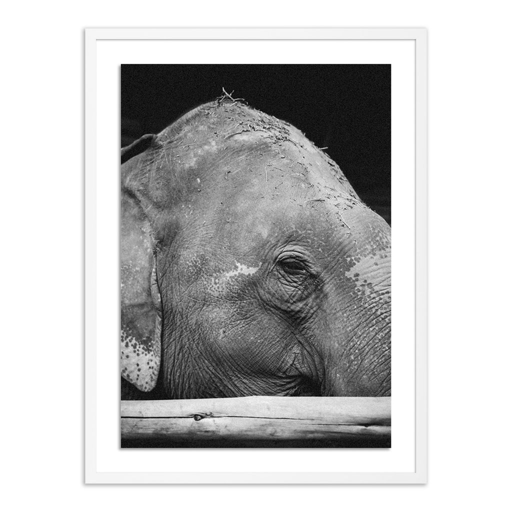 Preview image for Tough Skin By Wesley And Emma Teague - 30"X40" Size - White Maple Frame - Framed Paper Presentation Type