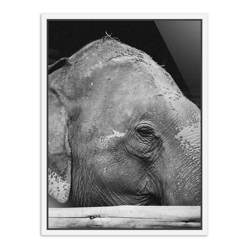 Tough Skin By Wesley And Emma Teague - 36"X48" Size - White Maple Frame - Framed Canvas Presentation Type