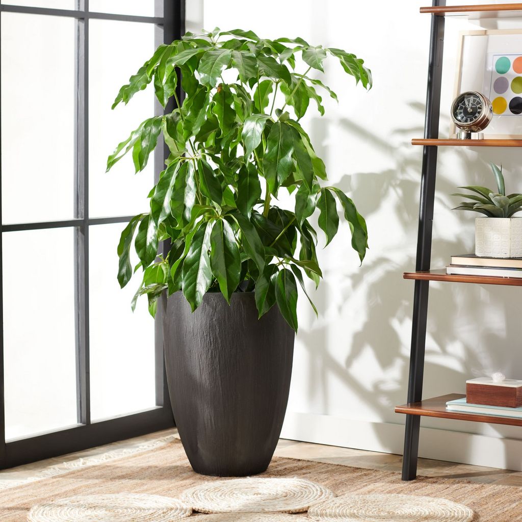 Colson Planter, 15.7" X 21.6"