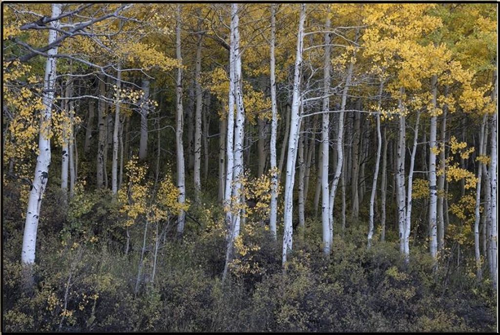 Preview image for Light Of The Aspen, 61.5" X 41.5"