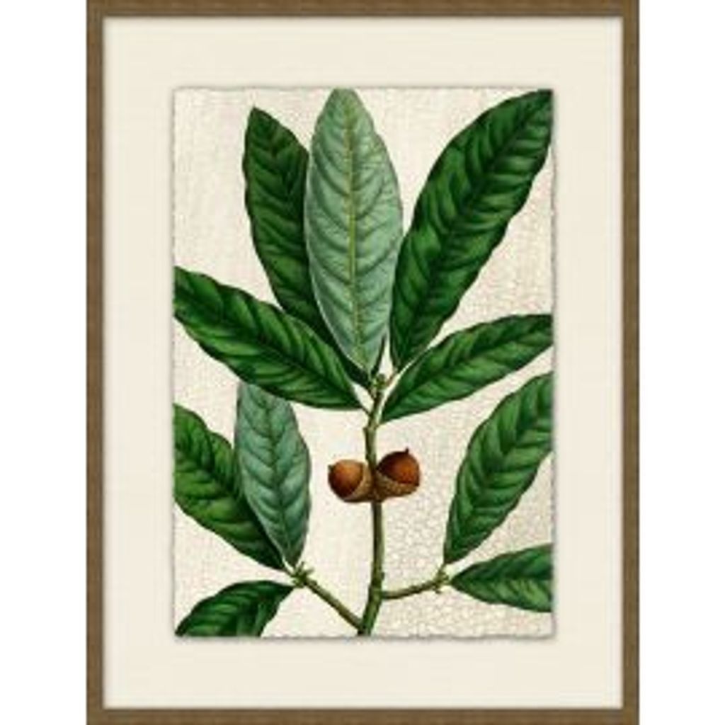 Acorn 6