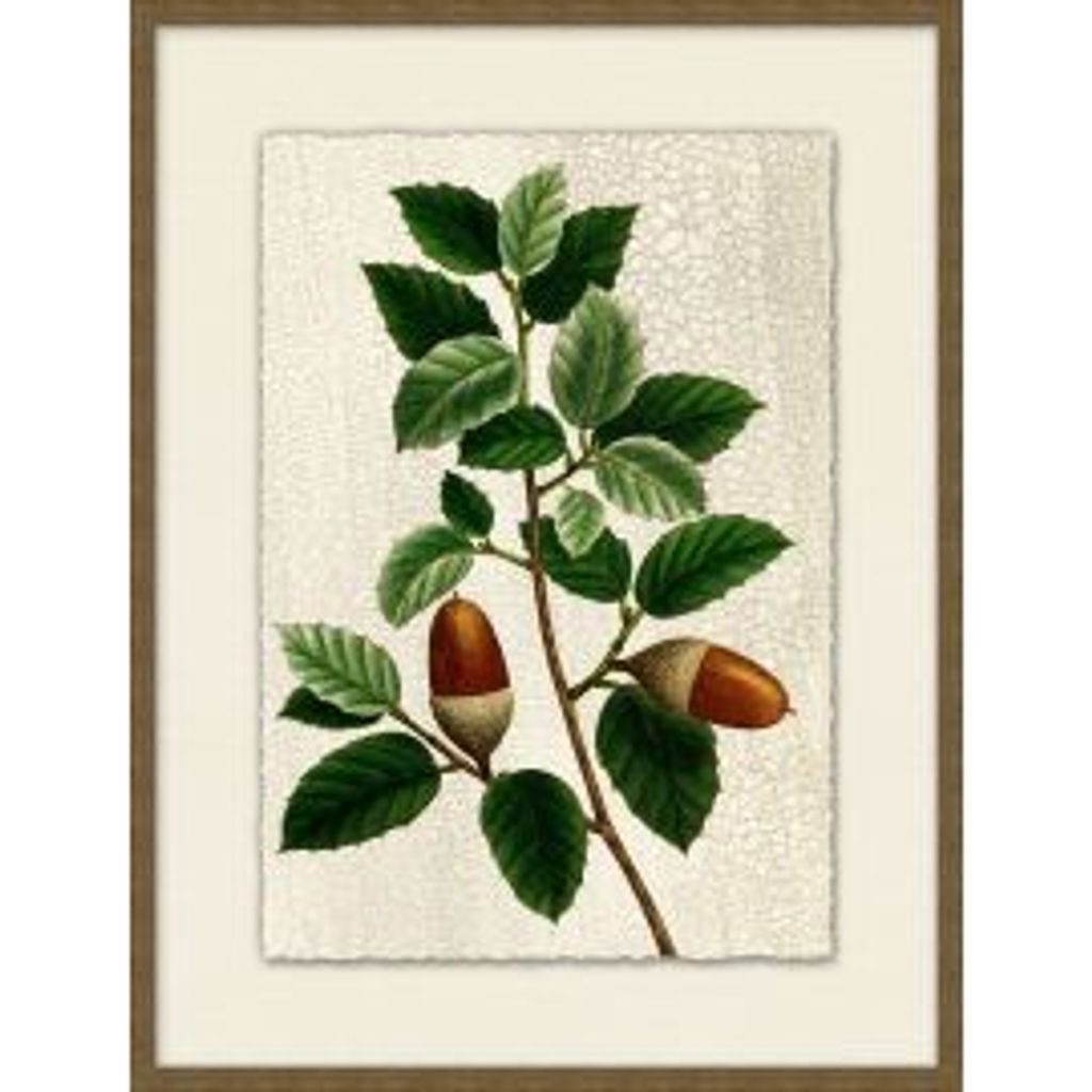 Acorn 5