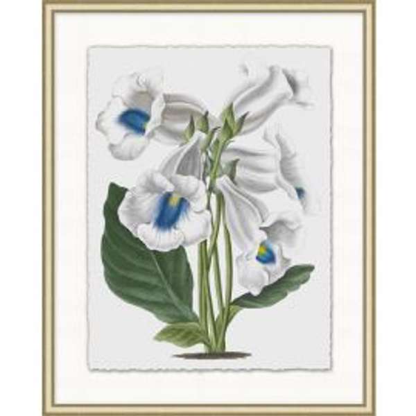 Floral Study 7