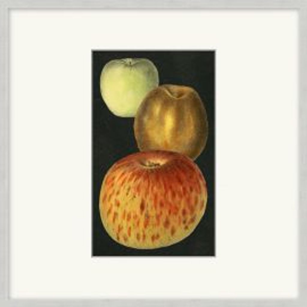 Fruit Study 9