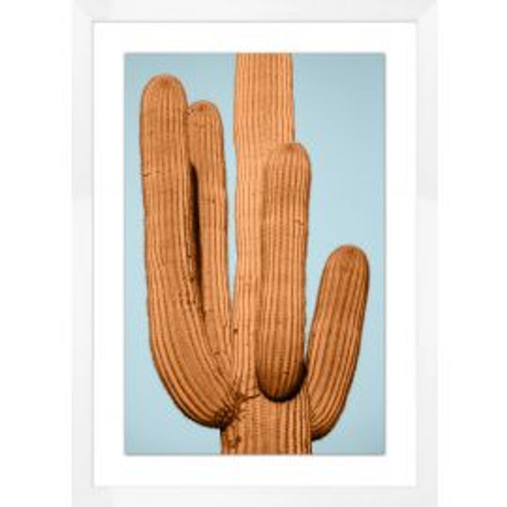 Desert Cactus 1