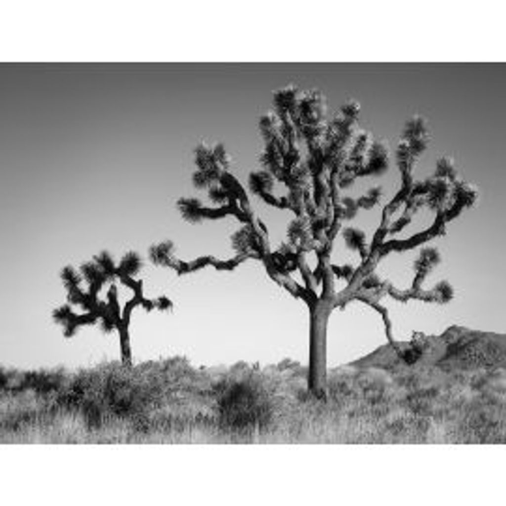 Preview image for Joshua Landscape