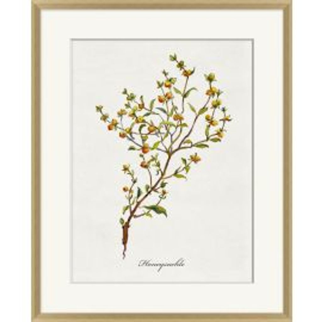 Preview image for Valley Wildflower Honeysuckle