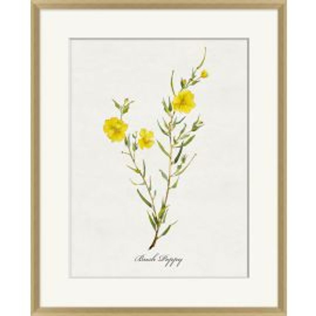 Preview image for Valley Wildflower Bush Poppy