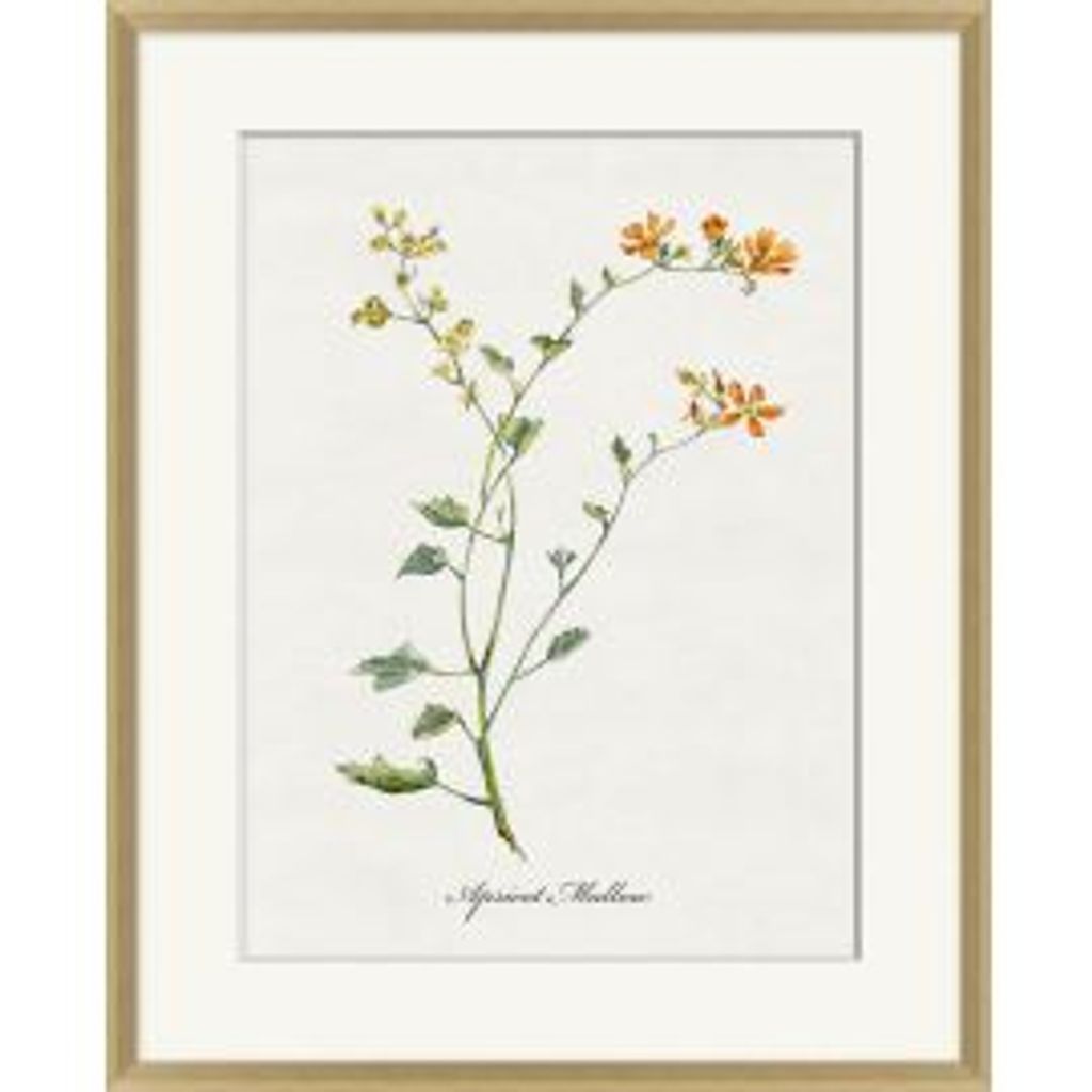Preview image for Valley Wildflower Apricot Mallow