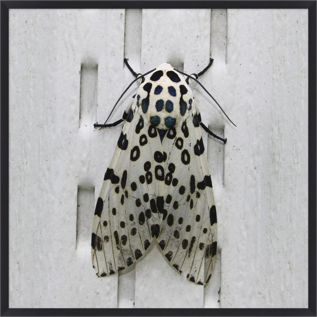 Moth 1