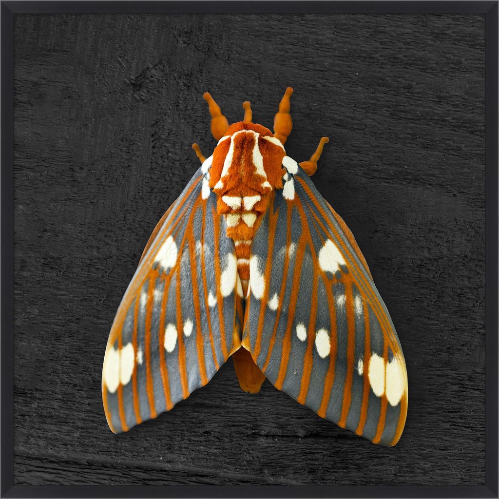 Moth 2