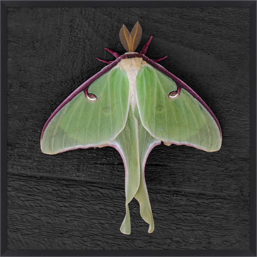 Moth 3