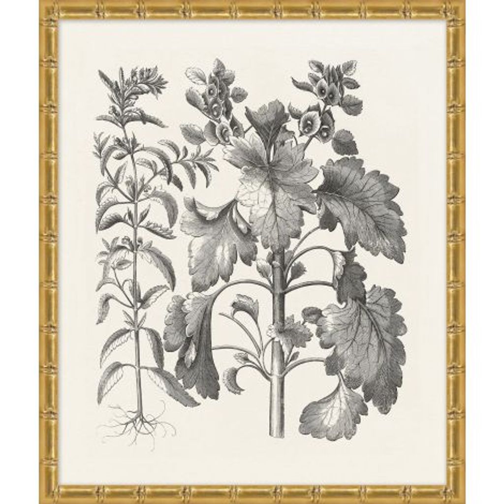 Framed Botanical Print #2 21.5" X 25.5"
