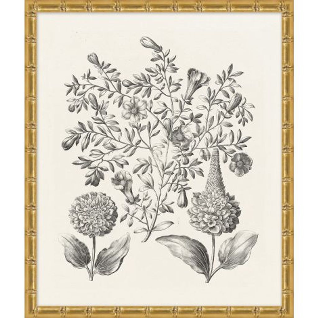Framed Botanical Print #1 21.5" X 25.5"