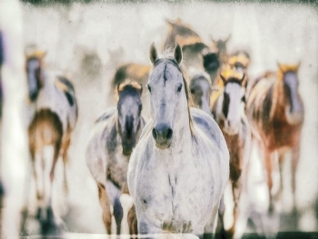 White Leader Horse 32" X 42", Black Floater Frame