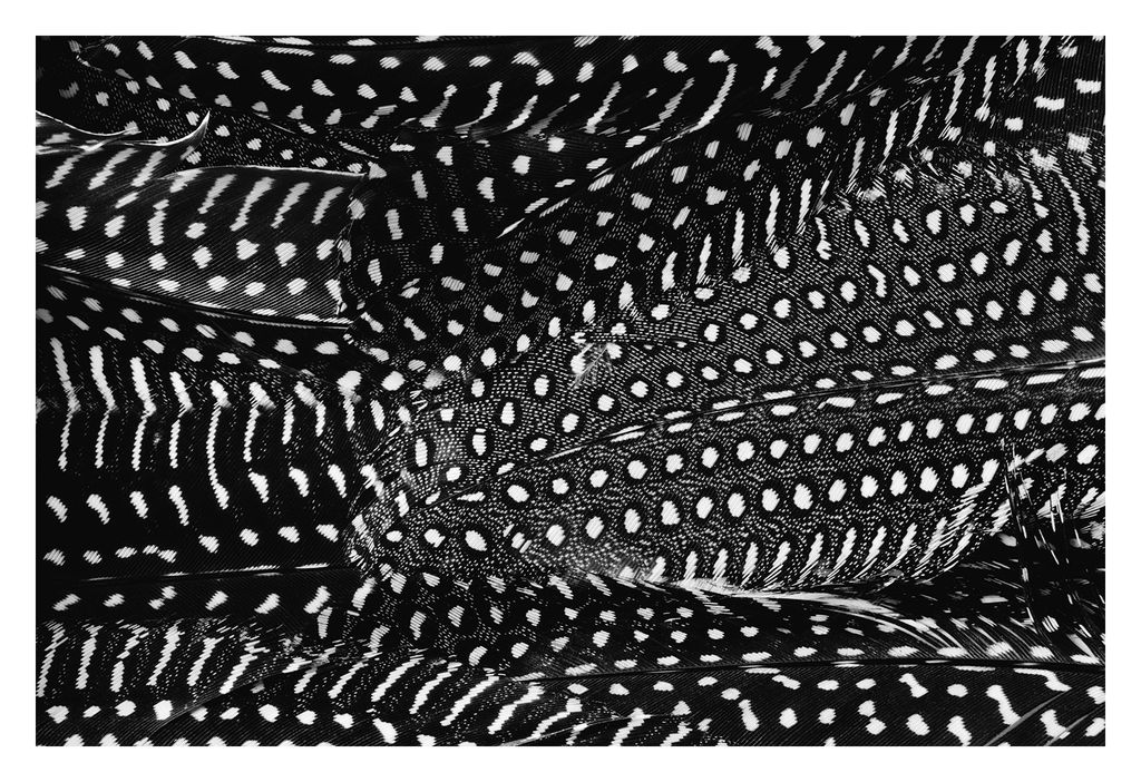 Plumes No. 2 - 30" X 20" (32" X 22" Framed), Unframed