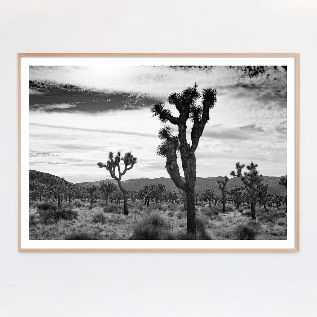 Joshua Tree No. 8 (Ltd Edition) - 30" X 20" (32" X 22" Framed), White