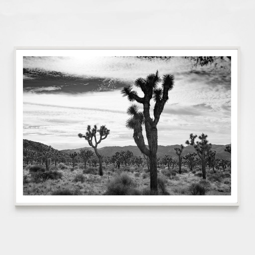 Joshua Tree No. 8 (Ltd Edition) - 30" X 20" (32" X 22" Framed), White