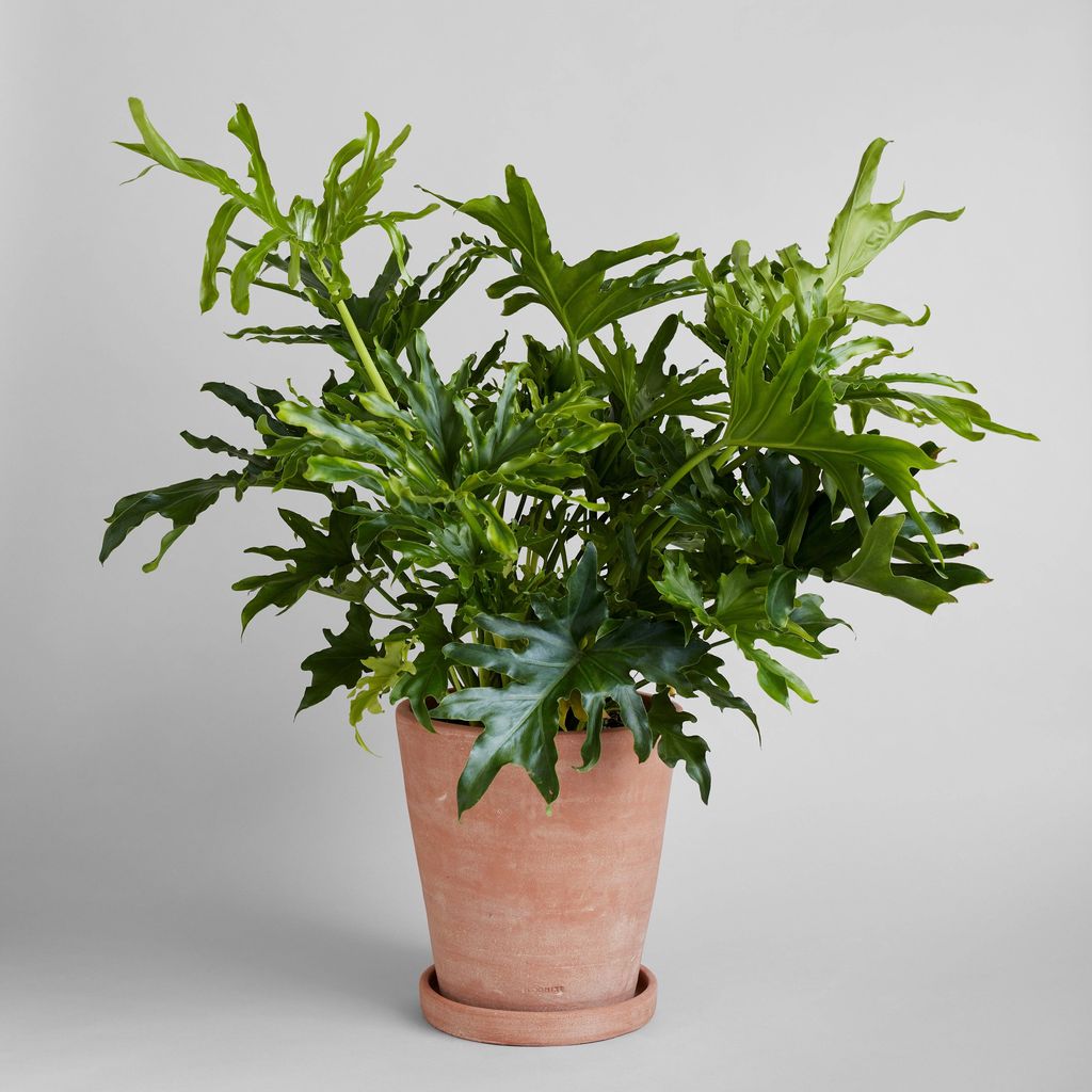 Preview image for Studio Planter X-Large, Whitewash