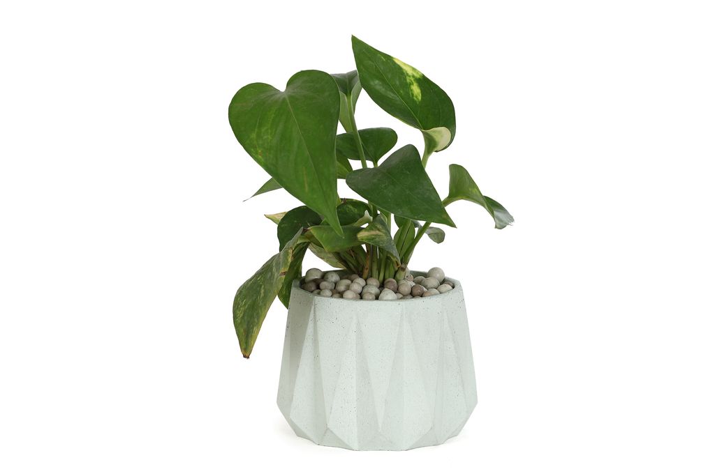 Concrete Small Succulent Planter 3.5" X 4", Green