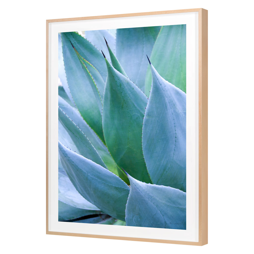 Agave I