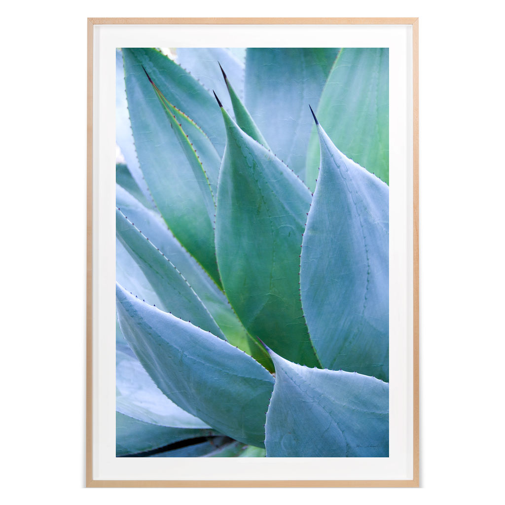 Agave I