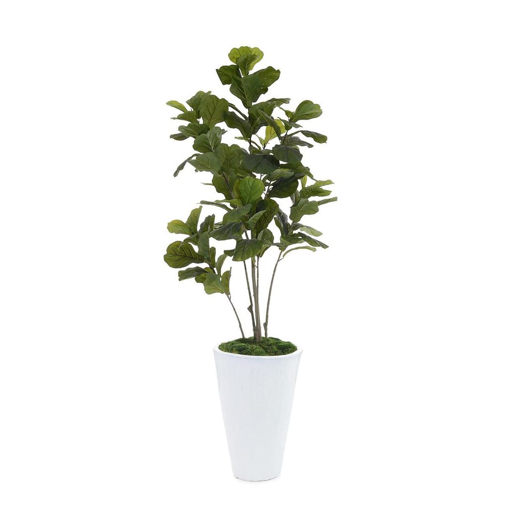 Preview image for Green Fiddle, Leaf Fig Tree