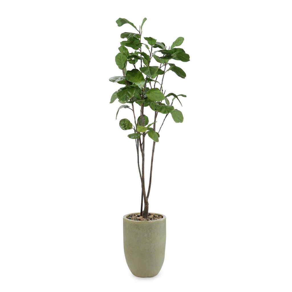 Preview image for Tall & Slender Fiddle Leaf Fig