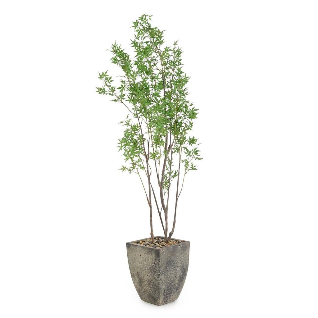 Preview image for Atlantis Maple