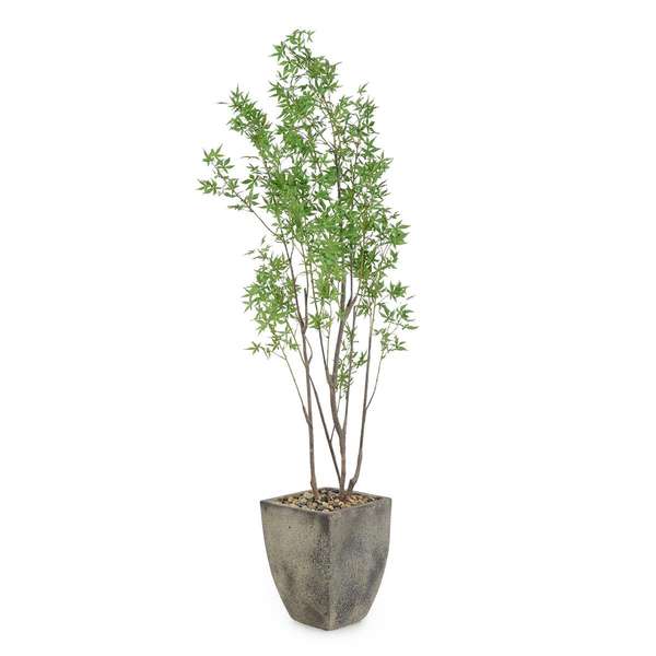 Atlantis Maple