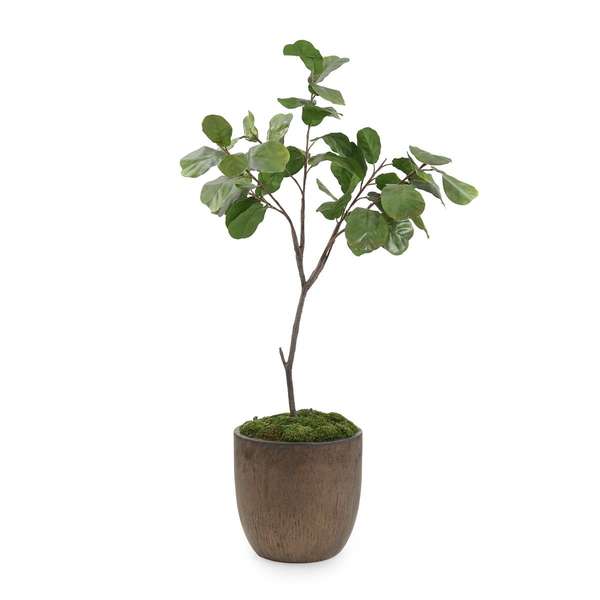 Fiddle Leaf Fig