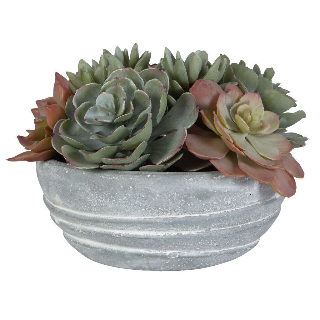 Pe Succulent Accent