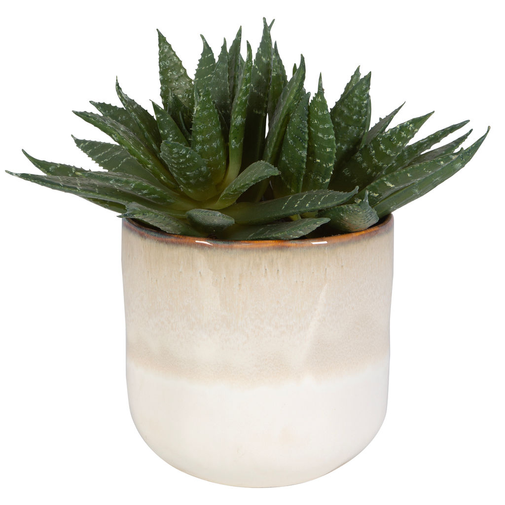 Preview image for Doha Succulent Accent