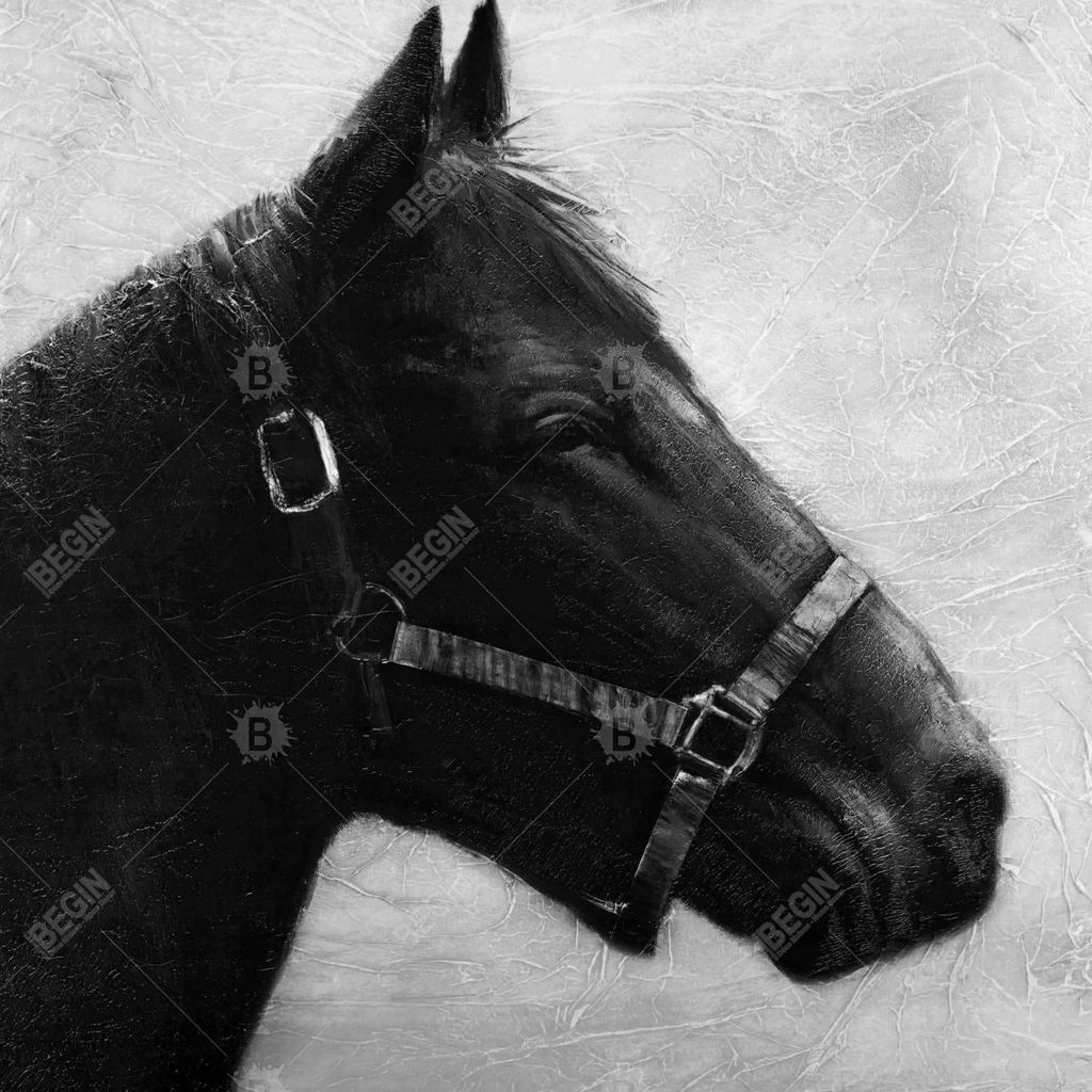 Preview image for The Horse 49 X 49, Framed Stretched Canvas