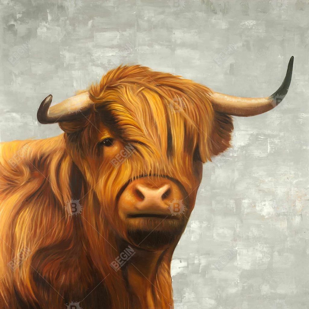 Highland Cattle 25.26 X 25.26, Framed Stretched Canvas