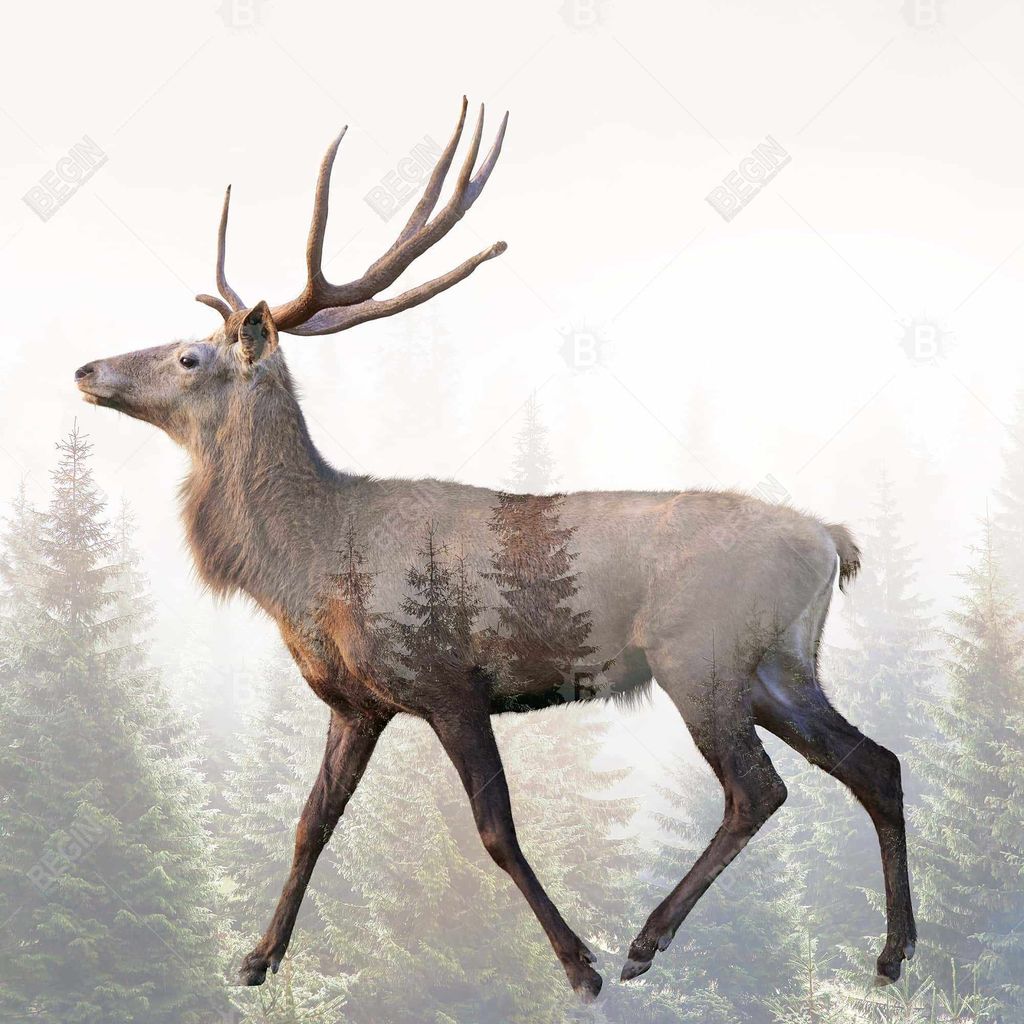 Preview image for Large Plume Roe Deer 49 X 49, Framed Stretched Canvas