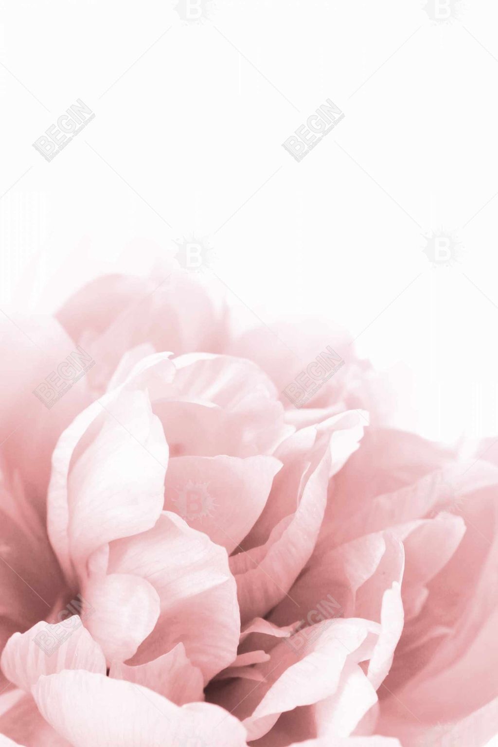 Peony Flower Dream 36 X 36, Stretched Canvas Unframed
