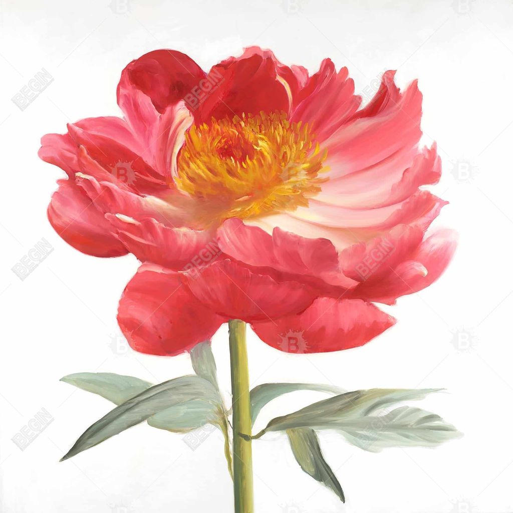 Preview image for Pink Peony 25.26 X 25.26, Framed Stretched Canvas