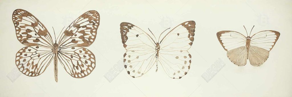 Preview image for Sepia Butterflies 25.26 X 49.26, Framed Stretched Canvas