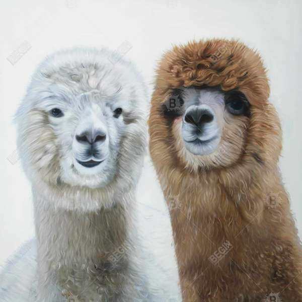 Lamas Stretched Canvas