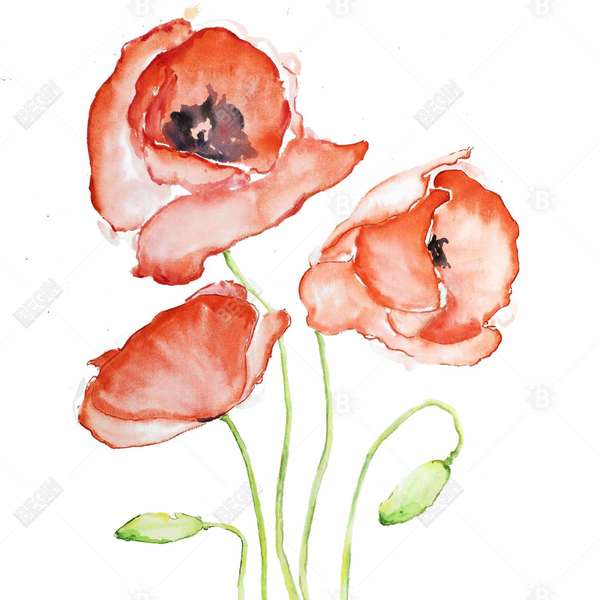 Watercolor Poppies 36 X 48, Stretched Canvas Unframed