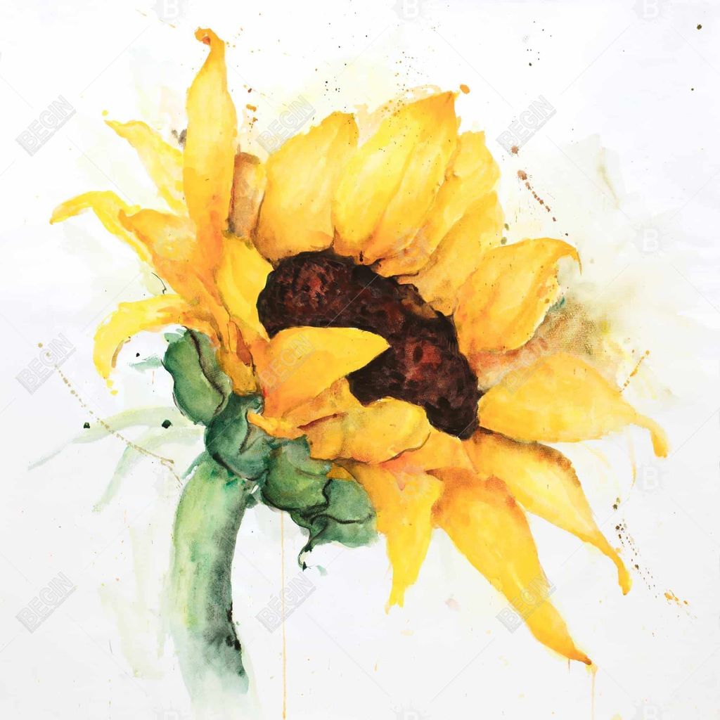 Watercolor Sunflower With Paint Splash 49 X 49, Framed Stretched Canvas