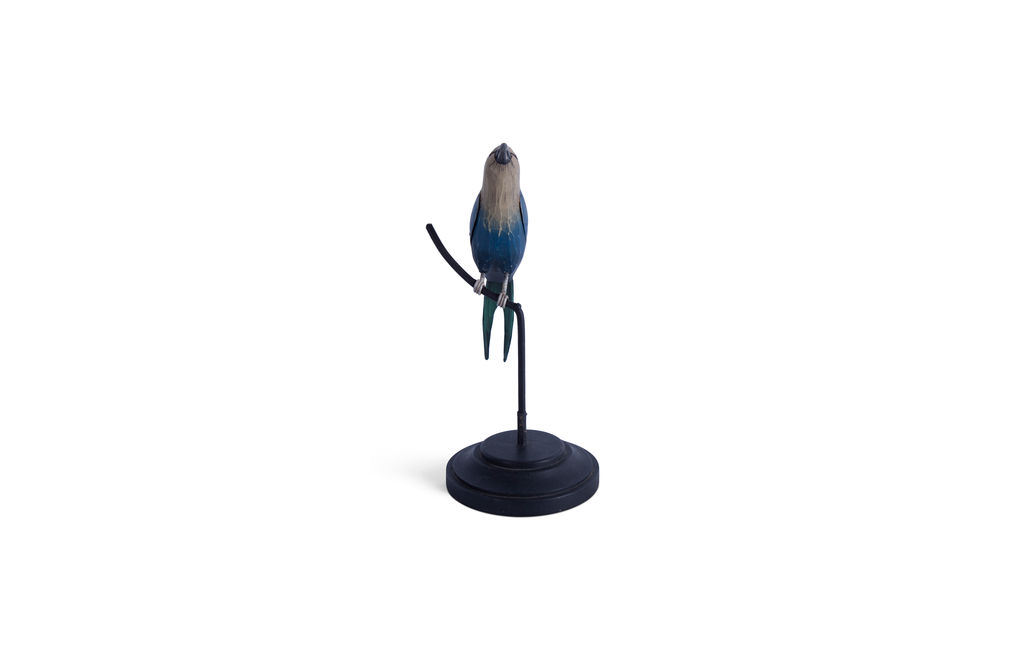 Blue-Bellied Roller