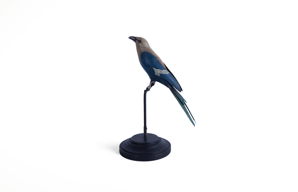 Blue-Bellied Roller