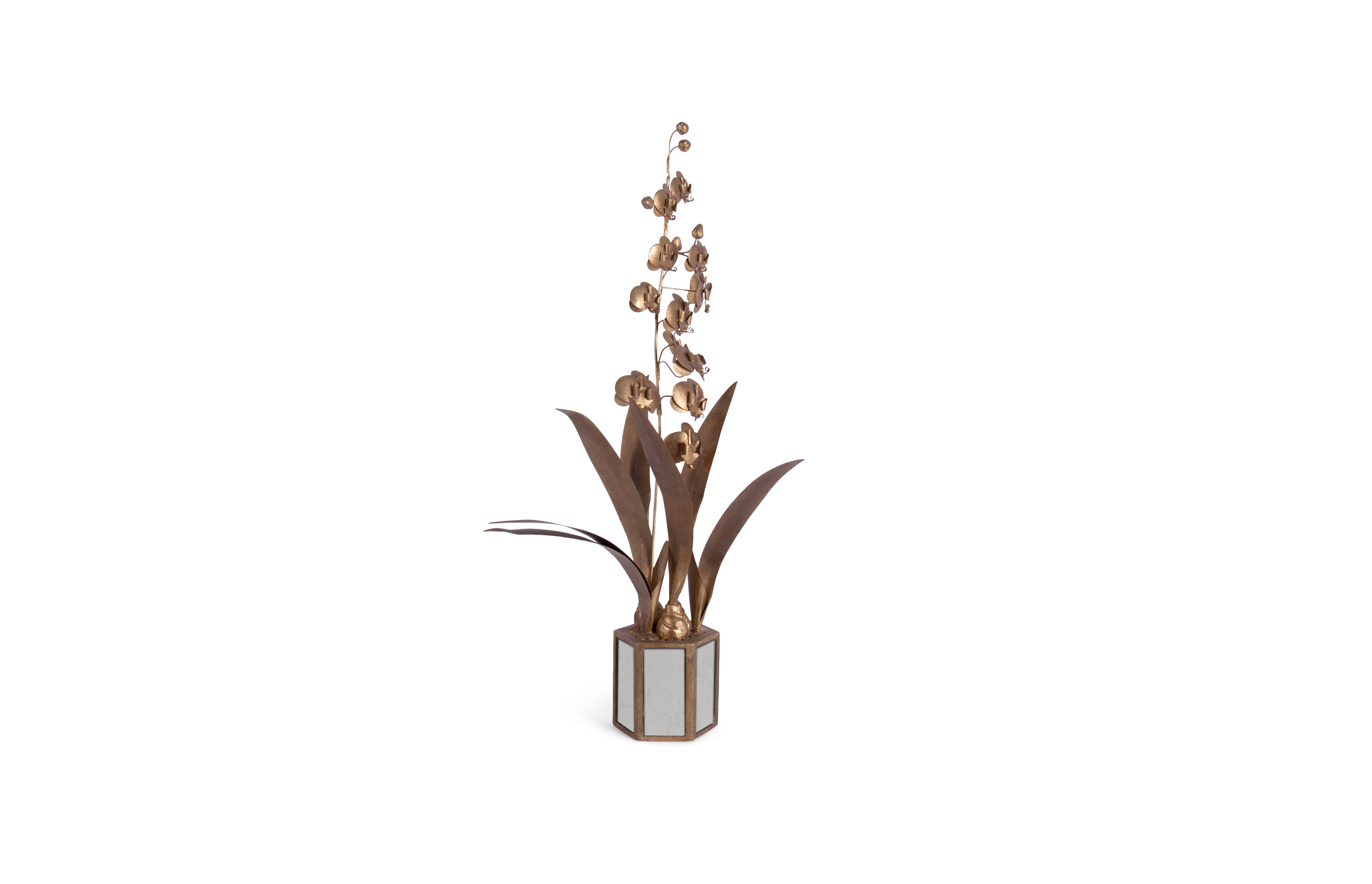 Star Of Leyte Orchid