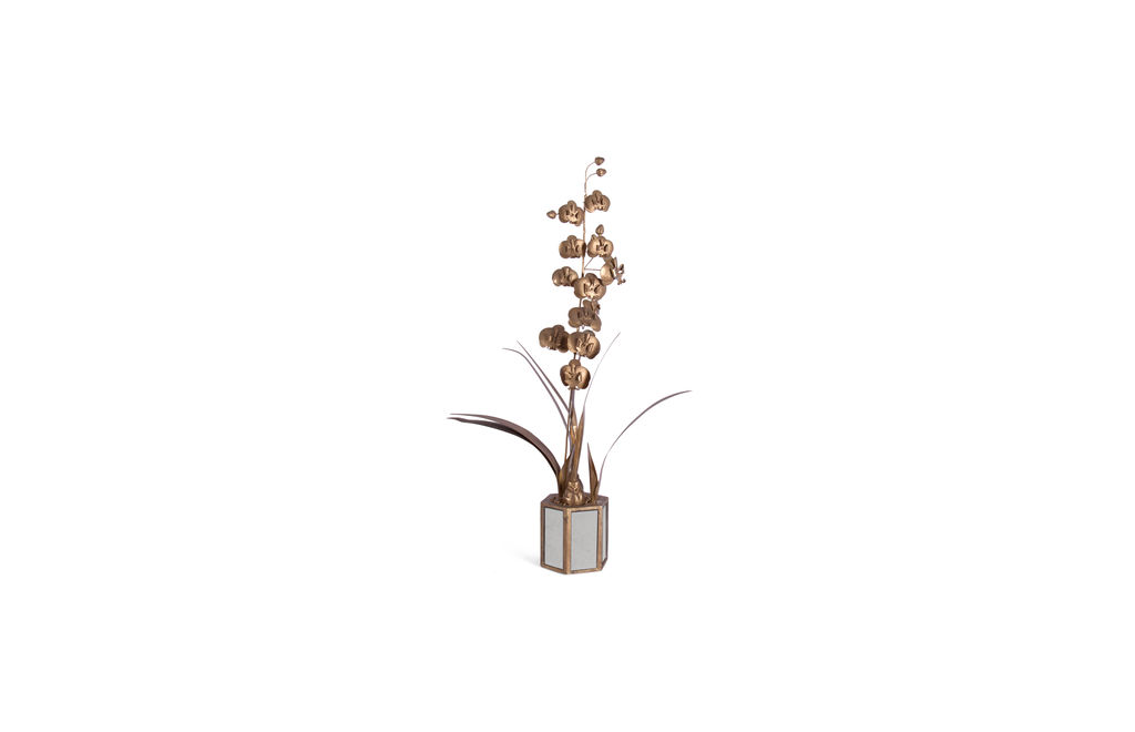 Star Of Leyte Orchid
