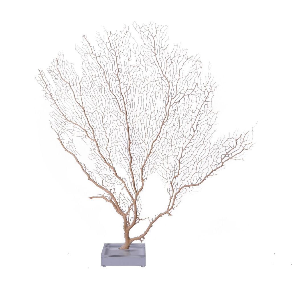 Cream Seafan 20-25 In On Acrylic Base