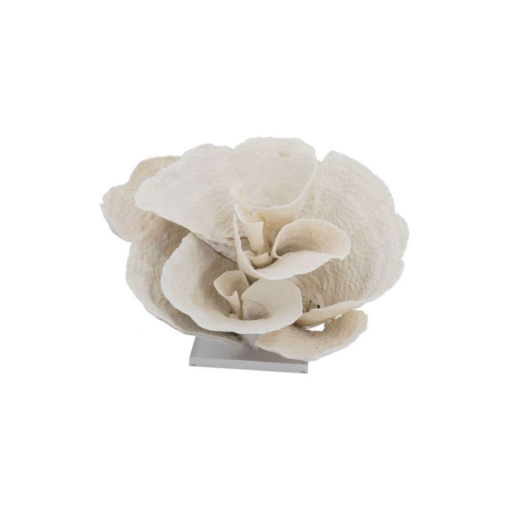 Cup Coral Creation On Acrylic Base