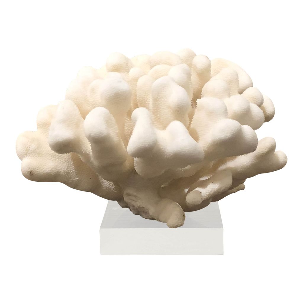 Preview image for Elkhorn Coral Pacific 10-12 Inch On Acrylic Base