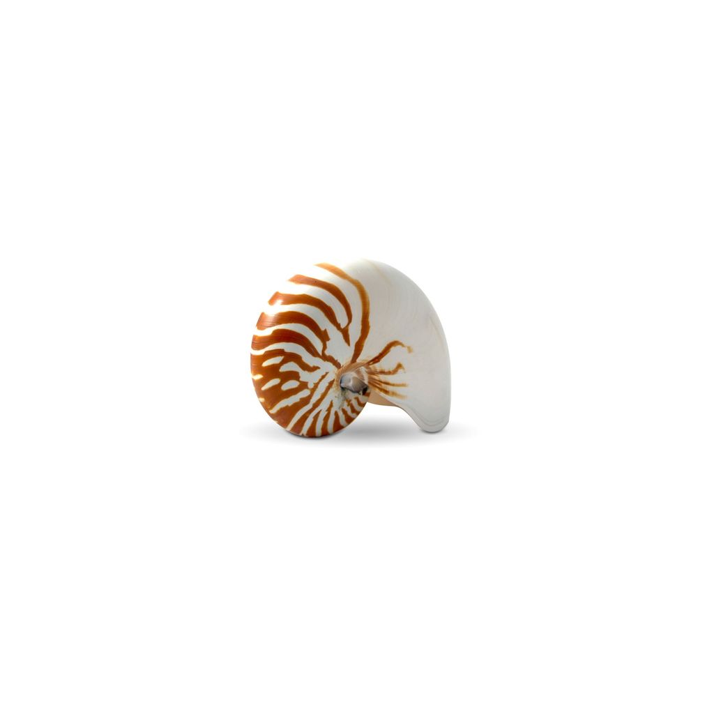 Preview image for Nautilus Pompilius 5-7 Inch